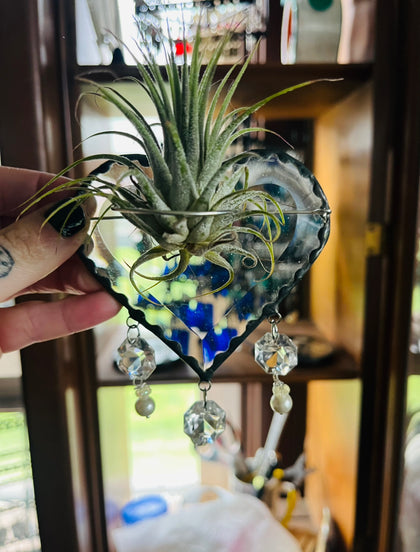 Air Plant Collection